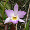 Orchid