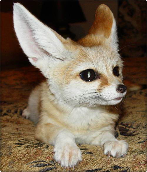 Fennec Fox (Vulpes zerda)