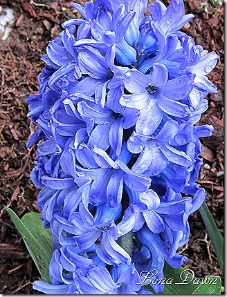 Hyacinth_MinosBlue_March19
