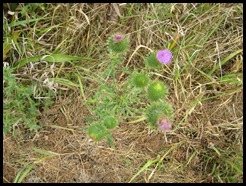 thistle - top view