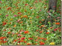 IMG_0867 IMG_0867