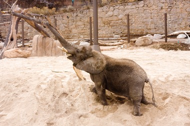 03 28 13_elephant