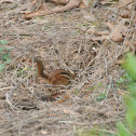 Eastern Chipmunk