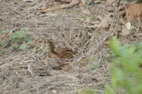 Spotting Image 1