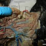 brachiocephalic01_L.JPG