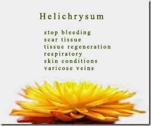 helichrysum-front helichrysum-front