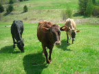 Della, Molly, and Luna- our three milk cows.