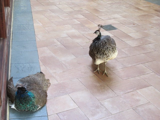 [IMG_0506%255B2%255D.jpg]