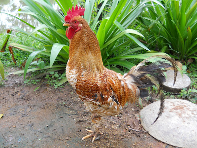 Another one of the locals. He was still cock-a-doodle-dooing after our bird watching trek. Very glad he wasn't hanging out beside my room!