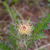 P1050670