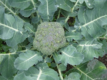 Bigbroc20 12 10