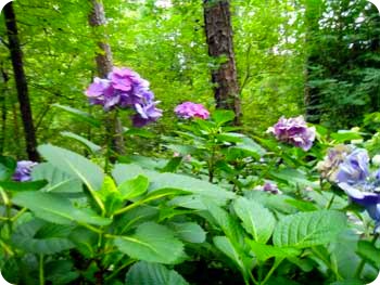 Last of the blue hydrangeas.