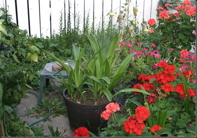 Amaryllis flowers in my garden