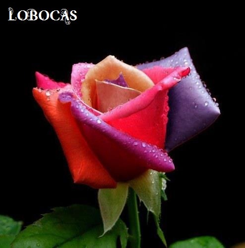 [rosa-LoBocAs-5003%255B4%255D.jpg]