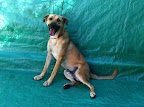 HAIUNI. Macho 1.5 años. Juguetón, cariñoso, guardián
