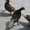 Rock pigeon