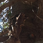Flying squirrel