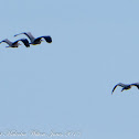 Grey Heron; Garza Real