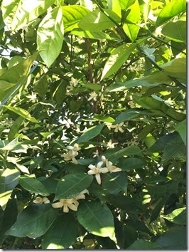 Grapefruit Tree