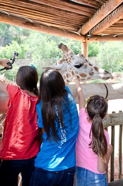 zoo-6