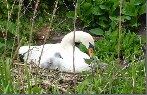 Swan and cynet