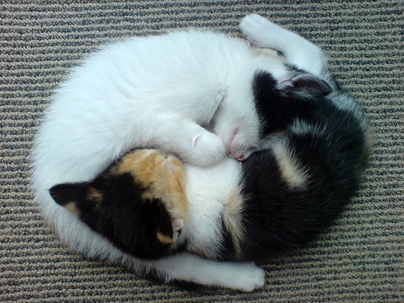 yin-yang-kittens