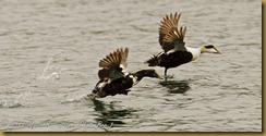 Common Eiders MSB_8456 NIKON D300S July 03, 2011