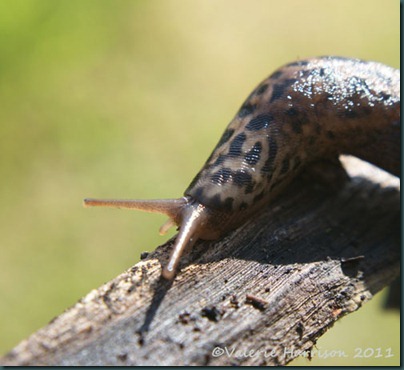 leopard-slug