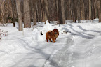 There are so many strange tracks on the snow.