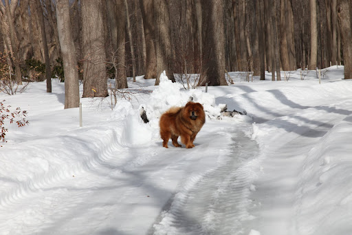 There are so many strange tracks on the snow.