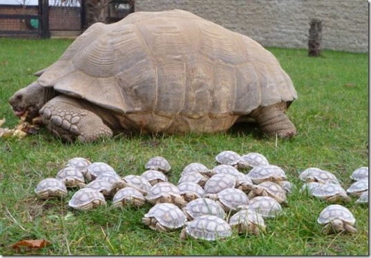 funny-animals-haha-10