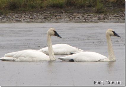 Swan trio