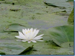 4412 Indiana - Chesterton, IN - view from our room at The Best Western Indian Oak - water lily on Chubb Lake