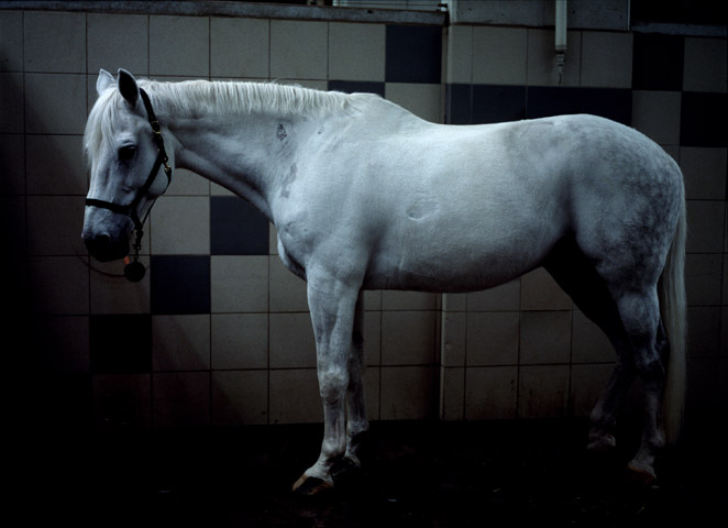 Charlotte_Dumas_Horses_2.jpg Generaal
