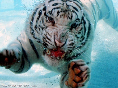 animais national geographic desbaratinando (14) animais national geographic desbaratinando (14)