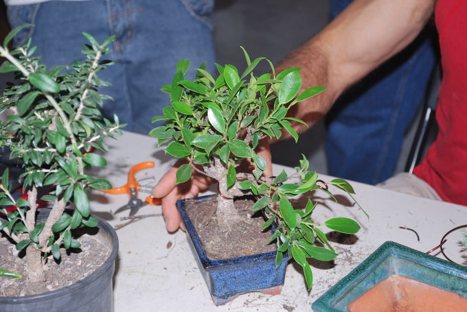 Ficus retusa de Samuel.