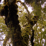 The Colors of the Sub-Tropical Rainforest - Karamea, New Zealand