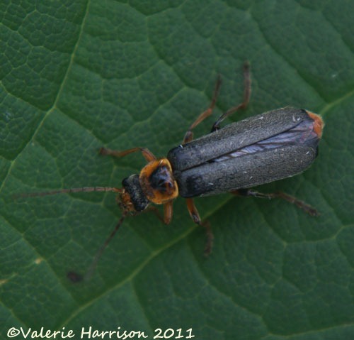 [soldier-beetle%2520Cantharis%2520nigricans%255B2%255D.jpg]