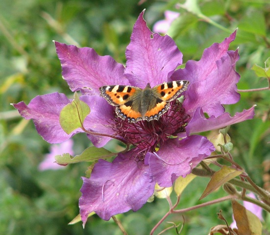 [20110527%2520A%2520urticae%2520on%2520clematis%2520014%255B3%255D.jpg]
