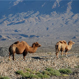 Tianshan - 2 chameaux au bord de la route