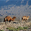 Tianshan - 2 chameaux au bord de la route