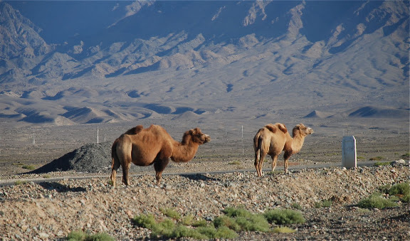 Tianshan - 2 chameaux au bord de la route