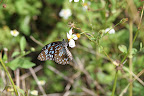 Butterfly holding on to a flower