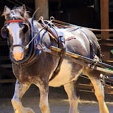 A Beautiful Horse At Churchill Farm - Phillip Island, Australia