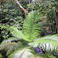 The Lush Rainforst of Mossman Gorge - Oak Beach, Australia