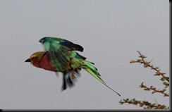 October 18 2012 green winged bird-
