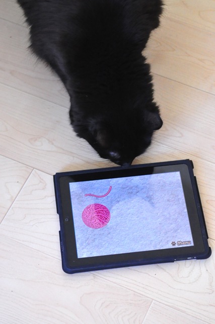 paw=pad paw=pad