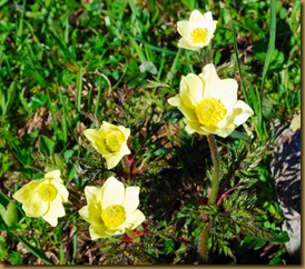 Pulsatilla alpina Pulsatilla alpina