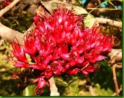 Schotia_brachypetala Schotia_brachypetala