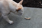 I think you're correct, Franny!  It looks like one poor fox has met its end!  But that also means that there's something bigger than a fox out there to worry about!